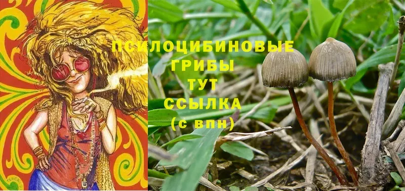 продажа наркотиков  Костомукша  мега онион  Галлюциногенные грибы MAGIC MUSHROOMS 